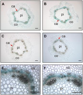 Growth-regulating factor 15-mediated vascular cambium differentiation positively regulates wood formation in hybrid poplar (Populus alba × P. glandulosa)